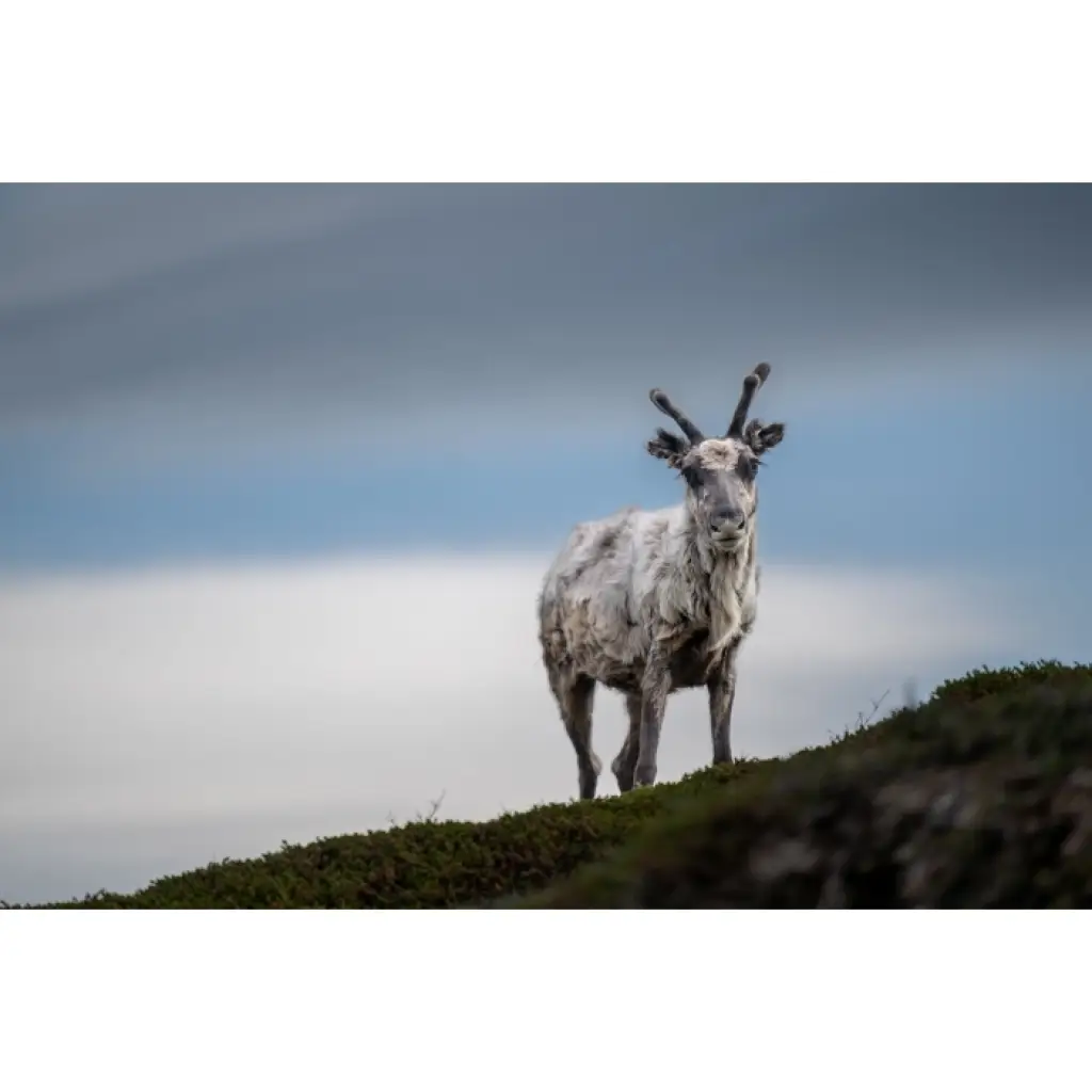 Drzwi Porta VECTOR Premium T Prawe 80cm bezprzylgowe, SPAPMT0P08UBI0AKU0H000, Drzwi wewnętrzne, Porta VECTOR Premium, PORTA